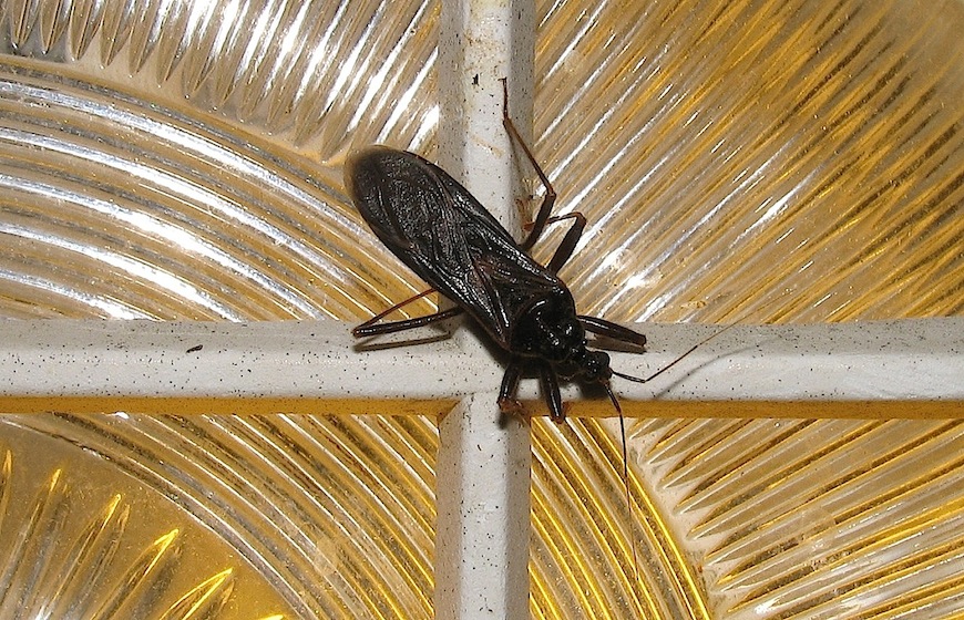 Reduviidae: Reduvius cf. personatus di Sardegna